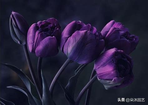 黑色鬱金香花語|花藝科普 